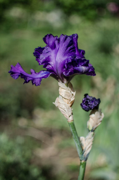 Irises είναι υπέροχα λουλούδια για να διακοσμήσετε την αυλή κοντά στο κιόσκι ή στον κήπο στην υπαίθρια άνοιξη - Φωτογραφία, εικόνα