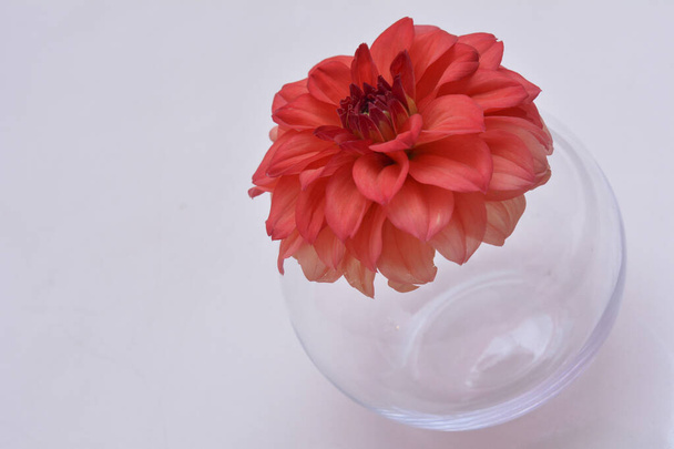 red flower in a transparent vase - Φωτογραφία, εικόνα