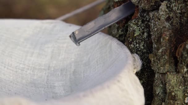 Close up of birch sap dripping into a bucket. Collecting silver birch juice in nature. Rural tradition - Footage, Video