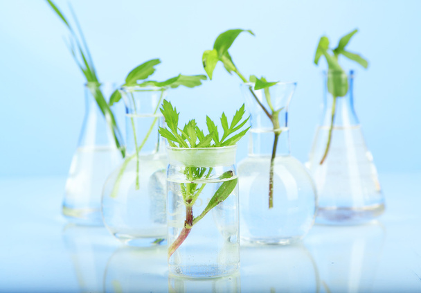 Plants in test tubes, on color background - Photo, image