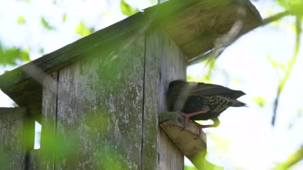 Pájaro estornino (Sturnus vulgaris) llevando gusano a la caja del nido de madera en el árbol. Pájaro alimentando a los niños en casa de pájaros de madera colgando en el abedul al aire libre - Metraje, vídeo