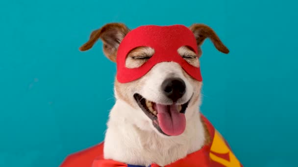 Funny dog in superhero costume - Footage, Video