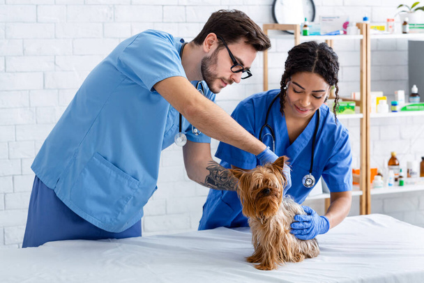 Κτηνιατρική. Νεαροί κτηνίατροι που διενεργούν εξέταση μικρού σκύλου στο νοσοκομείο - Φωτογραφία, εικόνα