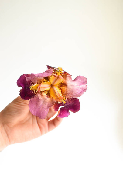 Flower in the hand. White background. Free space for text. Girl jerks a flower bud in the palm of his hand. Minimalism and flower - Photo, Image