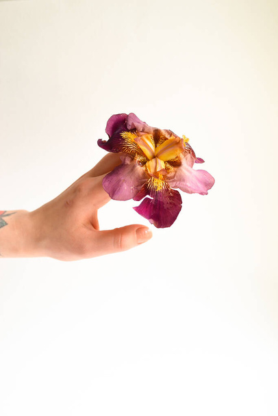 Flower in the hand. White background. Free space for text. Girl jerks a flower bud in the palm of his hand. Minimalism and flower - Photo, Image