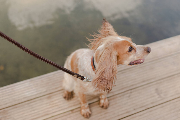 Spanielle dog. The dog is walking on a leash. A pedigree dog. Brown spaniel.  - Zdjęcie, obraz