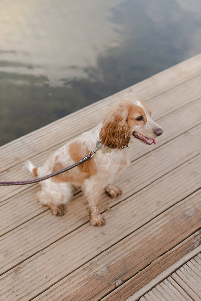 Spanielle dog. The dog is walking on a leash. A pedigree dog. Brown spaniel.  - Zdjęcie, obraz