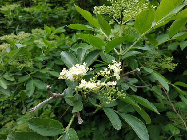 Elderberry é um género botânico pertencente à família Adoxaceae.. - Foto, Imagem