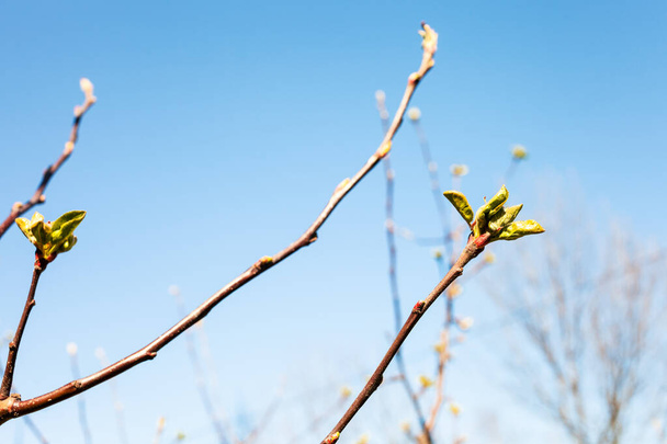 twigs with buds of apple tree and blue sky on background on sunny spring day (focus on bourgeon on foreground) - Photo, Image
