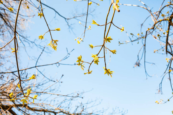twigs with young leaves of ash-leaved maple tree and blue sky on background on spring sunny day (focus on green leaves on foreground) - Photo, Image