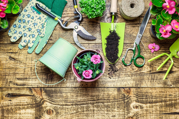Gardening border with various flowers plant and garden tools on rustic wooden background. Spring in the garden concept. Top view, place for text. - Photo, Image