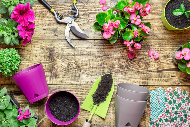 Gardening border with various flowers plant and garden tools on rustic wooden background. Spring in the garden concept. Top view, place for text. - Foto, immagini