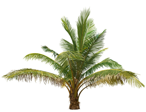 pálmafa - Vektor, kép
