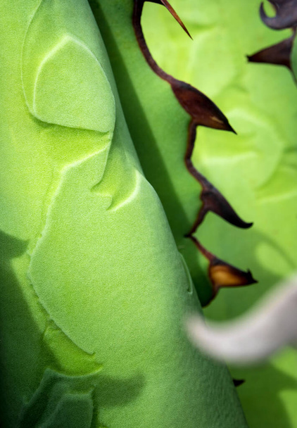 Agave mehukas kasvien tuoreuden rakenne lehtien pinnalla piikki Agave titanota Gentry
 - Valokuva, kuva