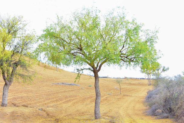 Vista del árbol Khejri encontrado en los bosques de Rajastán - Foto, Imagen
