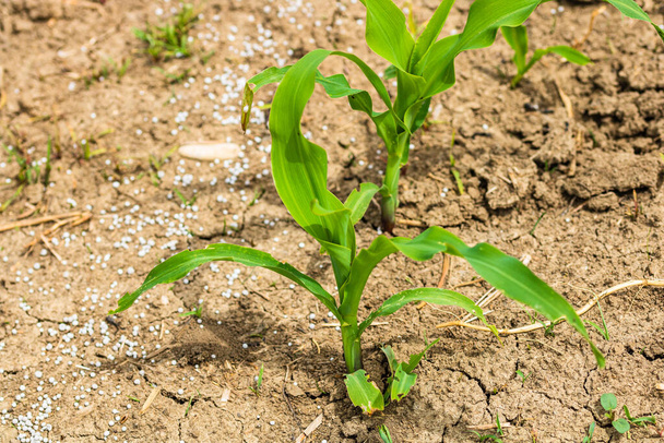 Nahaufnahme von frischen und kleinen Maispflanzen auf einem Feld, Konzept des ländlichen Maisanbaus. - Foto, Bild
