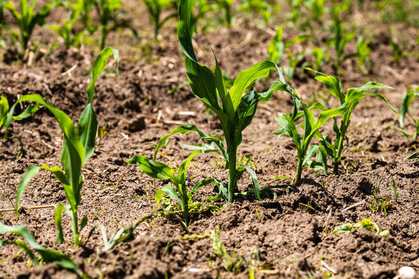 Закрытие свежих и маленьких кукурузных растений на поле, концепция выращивания кукурузы в сельской местности. - Фото, изображение