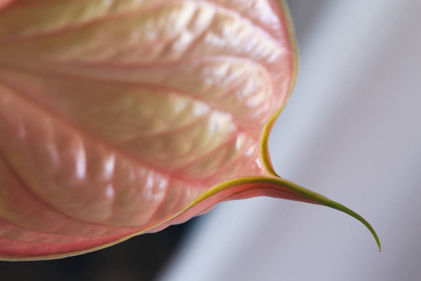 Extremo close-up rosa delicado detalhes Anthurium
. - Foto, Imagem