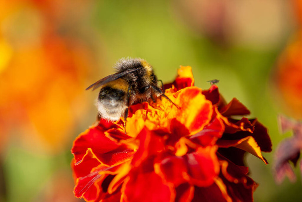A bee collects honey from yellow marigold flowers (Tagetes). Close-up on a green background. Selective focu - 写真・画像