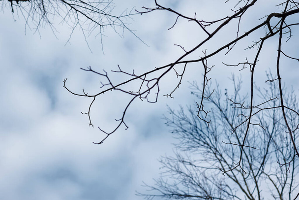 Bare trees in winter spring autumn in forest woods park. Natural mysterious background. Dark brown and black branches in front of blue sky with white and grey clouds. Dull cloudy cold weather. - 写真・画像