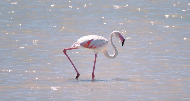 Jeden samotny Wild Greater Flamingo w płytkiej wodzie patrząc przed kamerą w Mar Menor, największej europejskiej lagunie słonowodnej. Ptaki flamingów w Murcji, Hiszpania, 2019. Płonące zwierzę w wietrzny dzień. - Zdjęcie, obraz