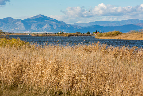 乾燥した葦,ビストニダ湖,ポルト・ラゴス,ギリシャ - 写真・画像