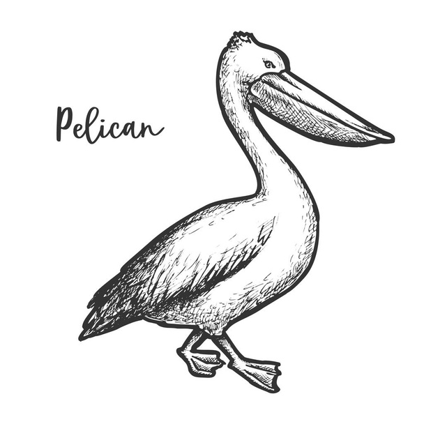 Pelican etching vector illustration. Sketch of bird - Vektor, kép