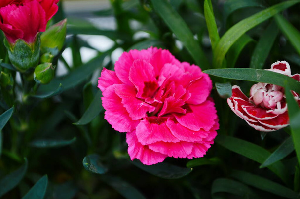 Прекрасна рожева квітка гвоздики Діантус Каріофіл, Чабод. Квітковий фон. - Фото, зображення