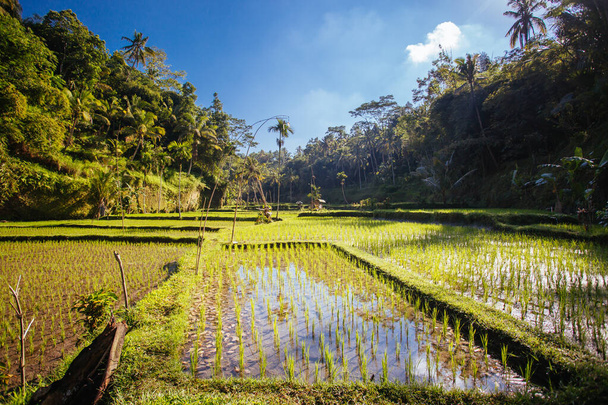 Campos de arroz cerca de Ubud en Indonesia - Foto, imagen