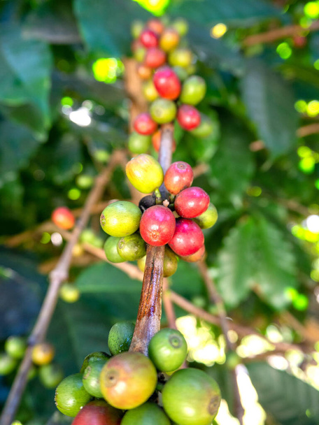 コーヒー豆木のコーヒー、フレッシュコーヒー豆、木の上のコーヒー豆 - 写真・画像