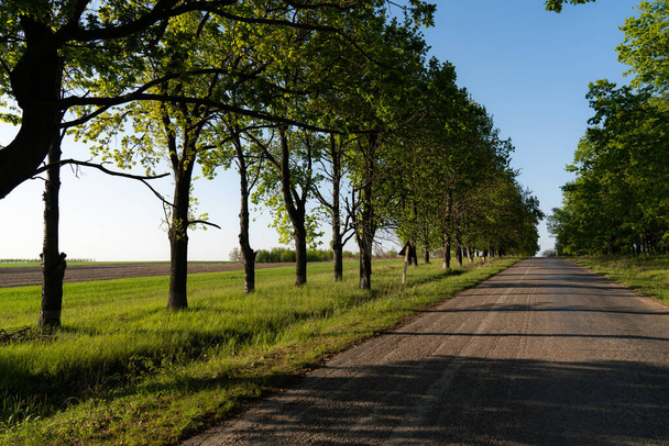 Uma estrada forrada com árvores no início do verão, prado verde
 - Foto, Imagem