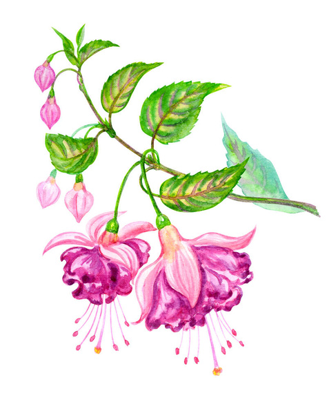 Blooming fuchsia, watercolor illustration on a white background, isolated. Hand drawing of a indoor flower with buds and leaves, botanical illustration. - Foto, Bild