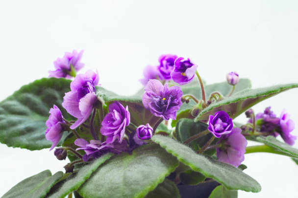 Violettes dans un pot sur fond blanc
 - Photo, image