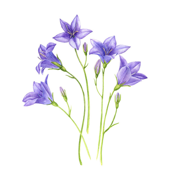 watercolor drawing wild flowers - Foto, Imagem