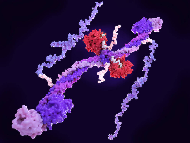 2 molécules de thrombine (rouge) activent la fibrine en coupant certains résidus d'acide aminé des bras flexibles au milieu de la molécule de fibrinogène. Par conséquent, la fibrine polymérise et forme des caillots sanguins avec les plaquettes. Entrées APB : 1m1j, 2baf., 2a45
 - Photo, image