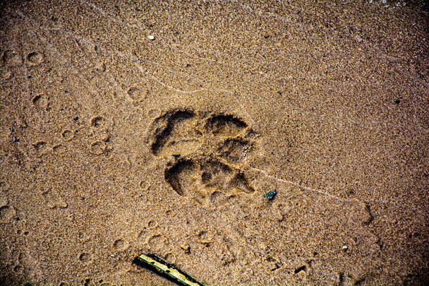 Spuren eines Wildtieres am Flussufer - Foto, Bild