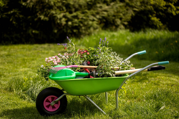 Concept achtergrond voor tuinieren. bloemen, Een tuingieter, handschoenen, kleine schop, spruiten in een tuinkruiwagen op een groen gazon met madeliefjes in het zonlicht.Een tuinkruiwagen vol grond. mooie tuin arrangementen - Foto, afbeelding