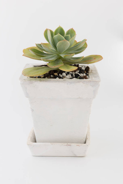 Green succulent plants in vintage white pot on white background - Photo, Image