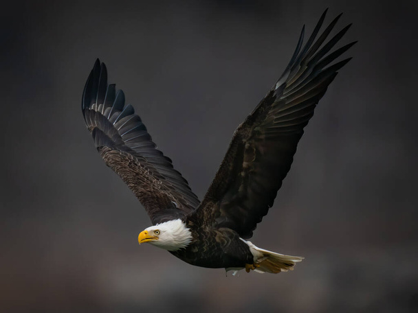 Bald Eagle flying in dark background above the Susquehanna River in Maryland - Photo, Image