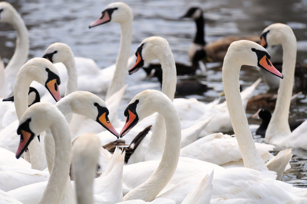 Alster swans - Photo, Image