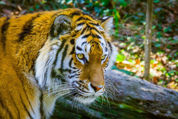 portrait d'un tigre dans la nature - Photo, image