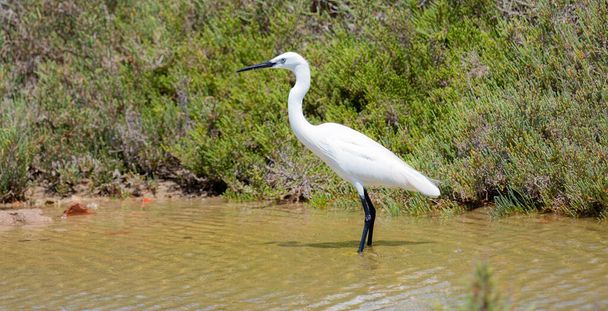 bílá volavka kráčí v rybníku a hledá jídlo - Fotografie, Obrázek