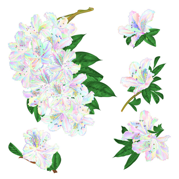 枝色鮮やかなツツジの枝の花山の低木白い背景セット4ヴィンテージベクトルイラスト編集可能な手描き - ベクター画像