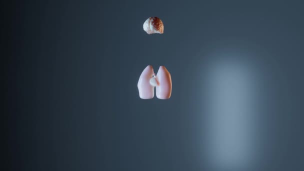 Internal organs anatomy - Felvétel, videó