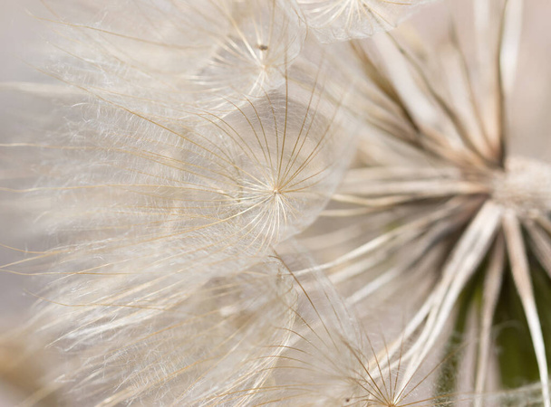 dandelion bianco come sfondo - Foto, immagini