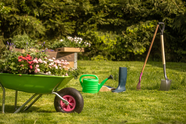 Koncepcja tła dla ogrodnictwa. kwiaty, puszka do podlewania ogrodu, rękawiczki, mała łopata, kiełki w taczce ogrodowej na zielonym trawniku ze stokrotkami w słońcu.Taczka ogrodowa pełna gleby. piękne zaplecze ogrodowe - Zdjęcie, obraz