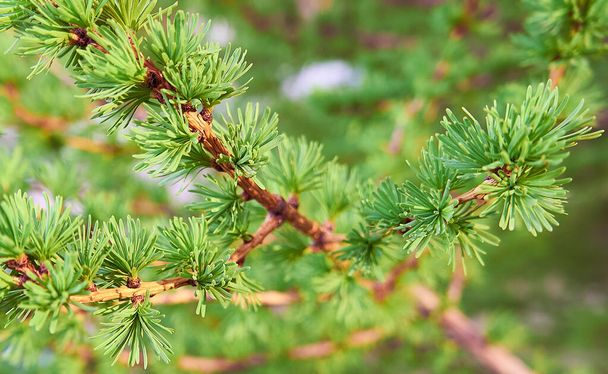 Green young larch needles on branches. Close-up. Natural larch tree twig. Green spring background. Spring trees. Larix.                 - Photo, Image