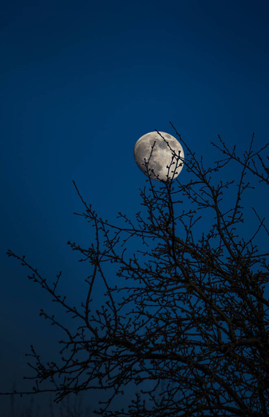 a tree silhouetted against a yellow moon in the night sky. - Photo, Image