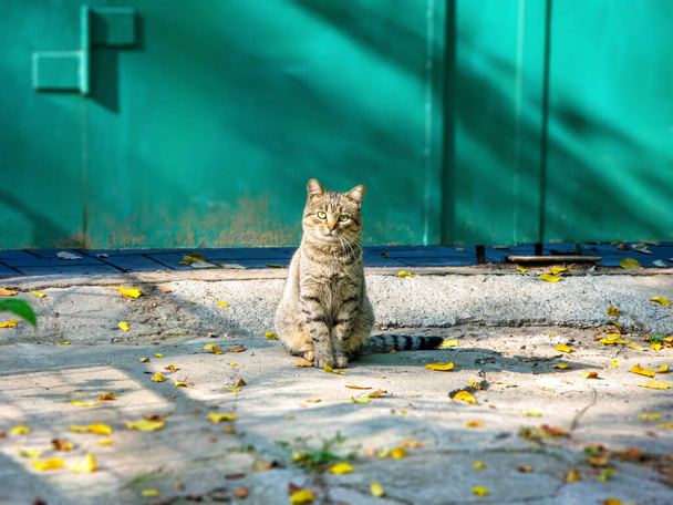 The cat is sitting on the street and looking at the camera. Domestic cat went for a walk on the street. The cat poses for the photographer. - Foto, immagini