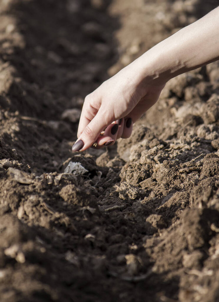 młoda kobieta wrzuca nasiona buraków do ziemi, żeby je uprawiać. - Zdjęcie, obraz